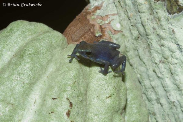 Oophaga pumilio