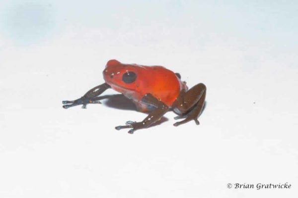 Oophaga pumilio