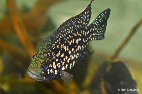 Paratilapia polleni