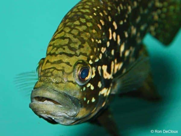 Paratilapia polleni - Close up