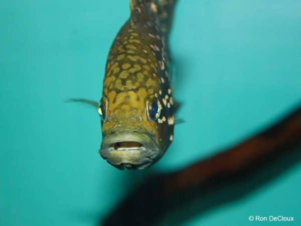 Paratilapia polleni - Close up