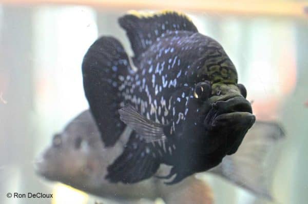 Paratilapia polleni