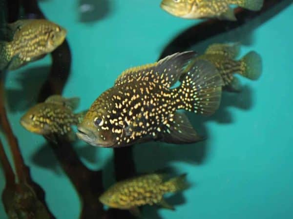 Paratilapia polleni