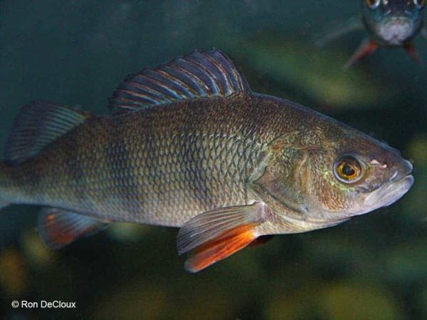 Perca flavescens