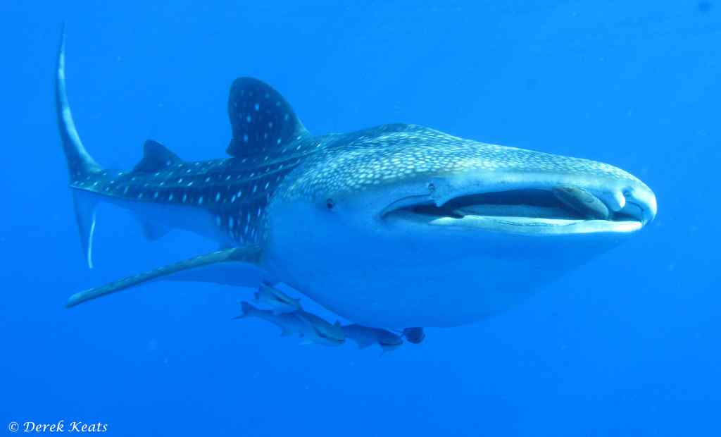 Rhincodon typus – Walvishaai - Daedalus Reef - Rode Zee - Egypte