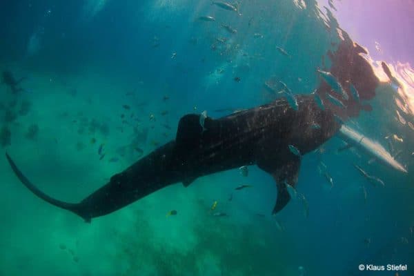 Rhincodon typus - Walvishaai