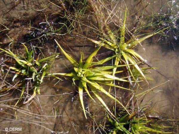 Scaturiginichthys vermeilipinnis habitat