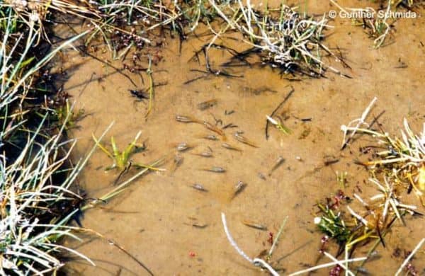 Scaturiginichthys vermeilipinnis habitat