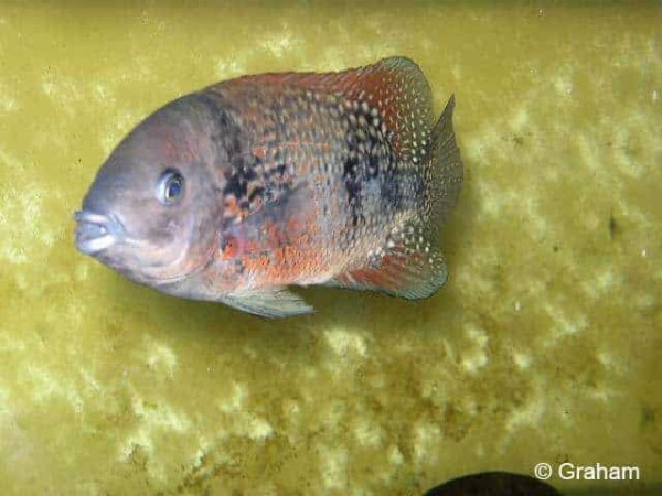 Tomocichla asfraci - Afbeelding 9