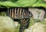 Gymnomuraena zebra - Zebra Murene