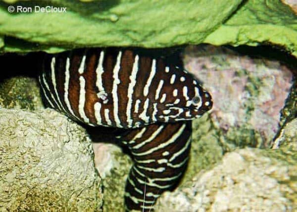 Gymnomuraena zebra - Zebra Murene