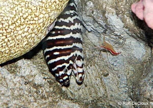 Gymnomuraena zebra - Zebra Murene