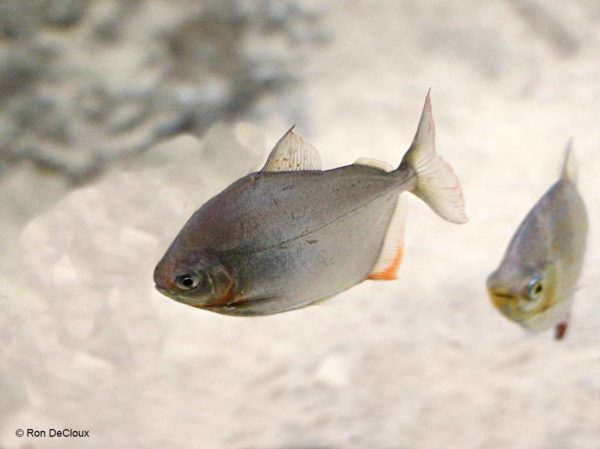 Metynnis hypsauchen