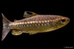 Arnoldichthys spilopterus - Roodoog Kongozalm - Man - Wildvang - Nigeria