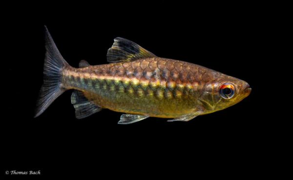 Arnoldichthys spilopterus - Roodoog Kongozalm - Vrouw - Wildvang - Nigeria