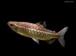 Arnoldichthys spilopterus - Roodoog Kongozalm - Vrouw - Wildvang - Nigeria