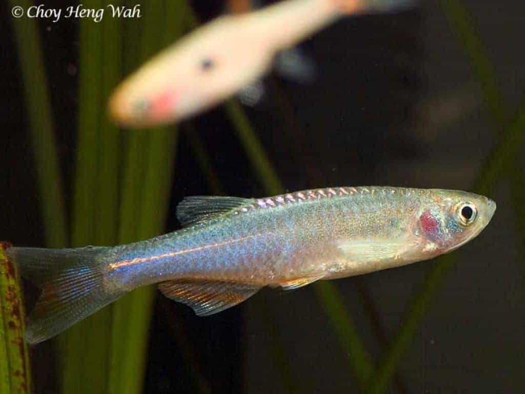 Danio albolineatus