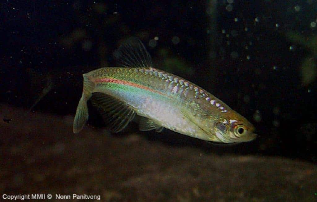 Danio albolineatus wild