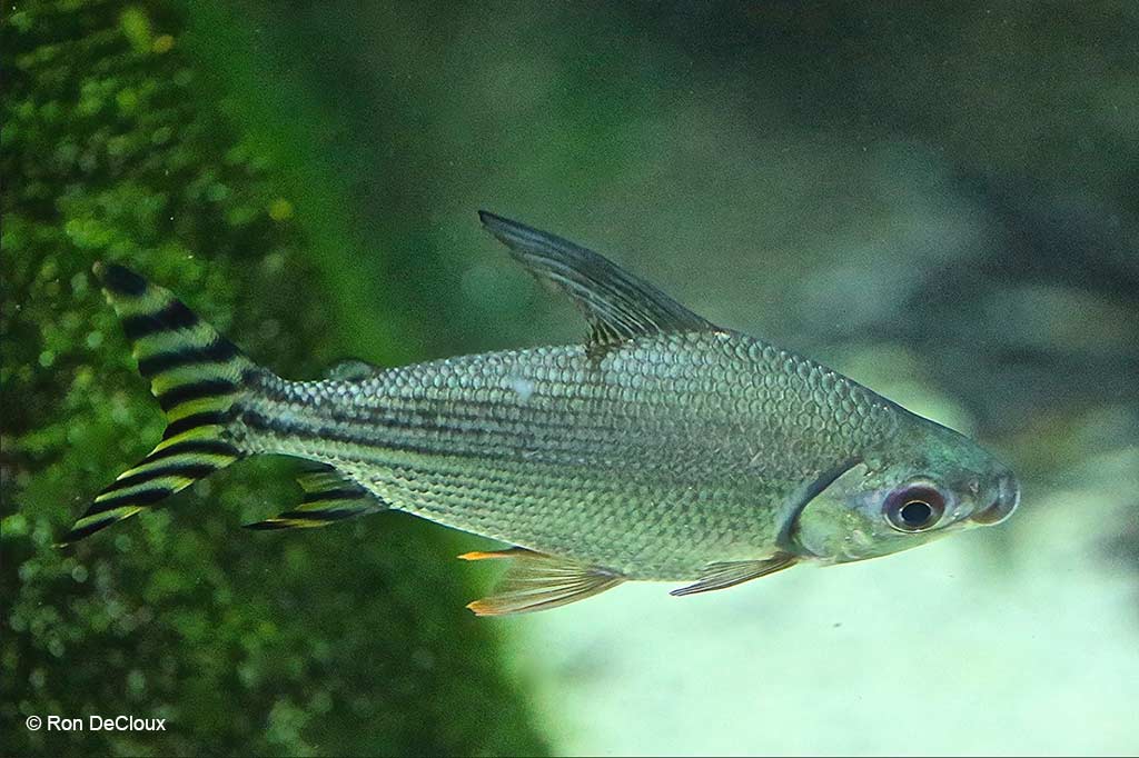 Semaprochilodus taeniurus - Afbeelding 2