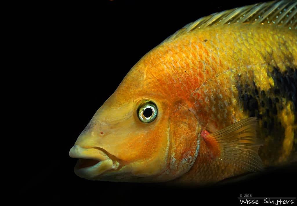 Wajpamheros nourissati