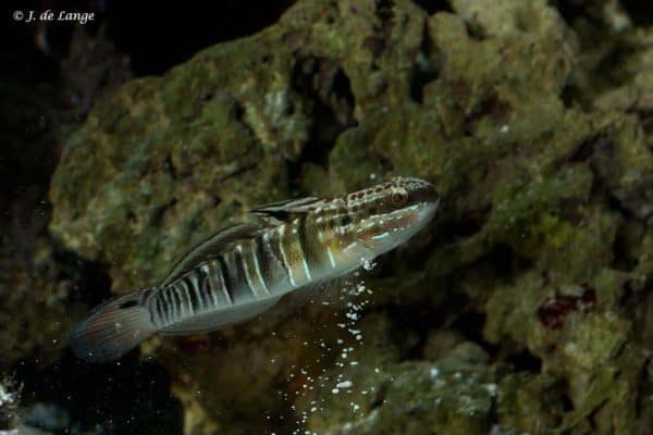 Amblygobius phalaena