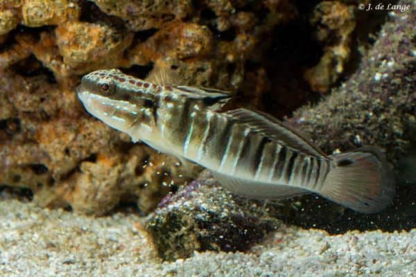 Amblygobius phalaena