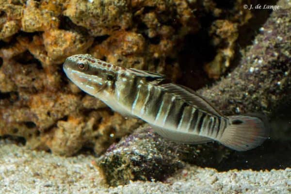 Amblygobius phalaena