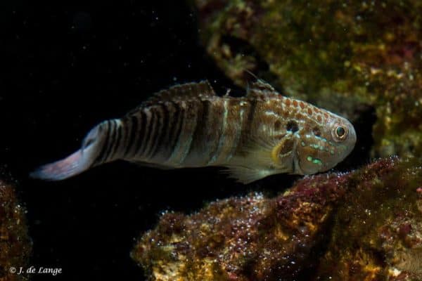 Amblygobius phalaena