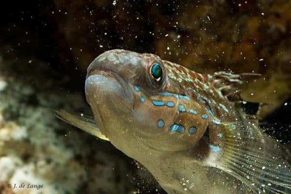 Amblygobius phalaena
