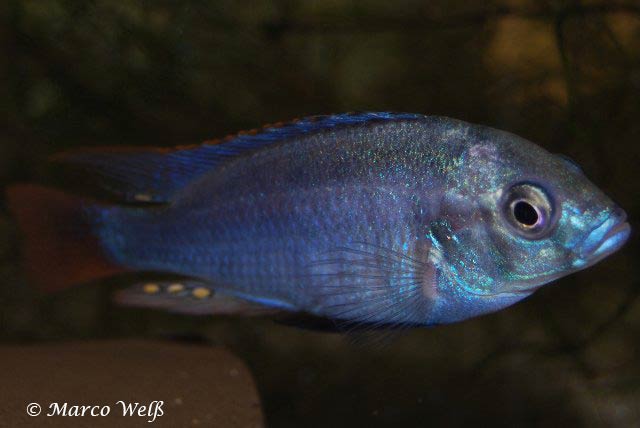 Haplochromis cyaneus 2 Haplochromis cyaneus