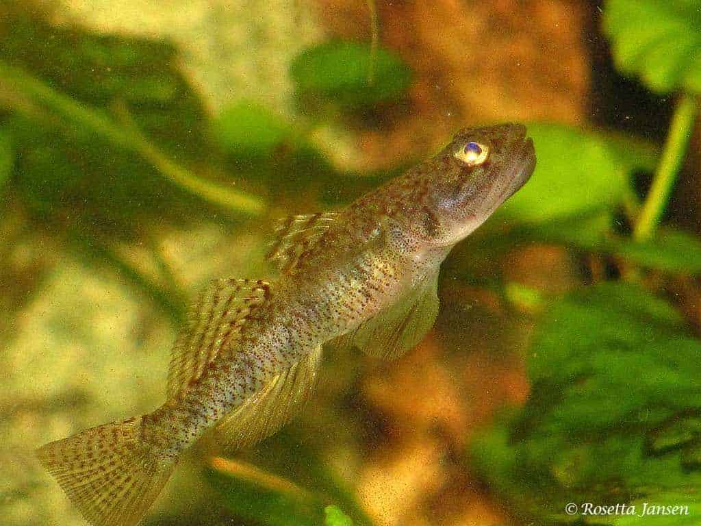 Pseudogobiopsis oligactis