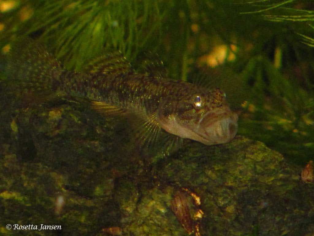 Pseudogobiopsis oligactis