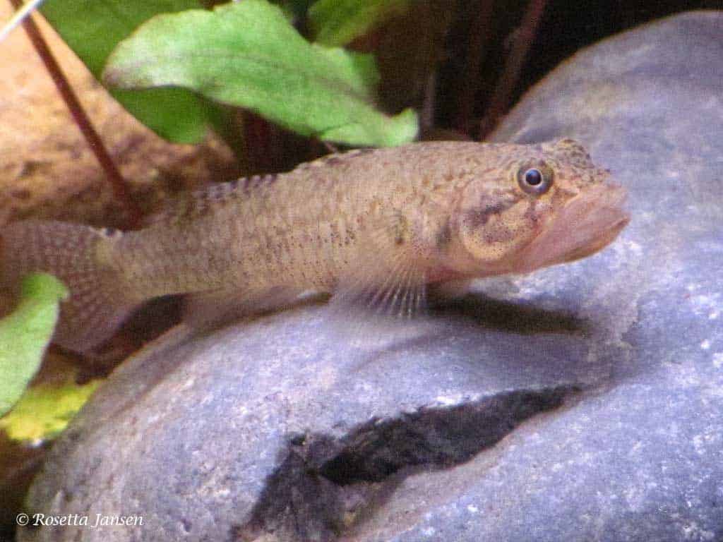 Pseudogobiopsis oligactis
