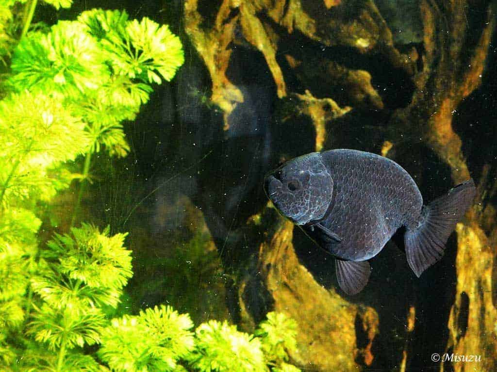 Sluierstaartgoudvis - Black Ranchu
