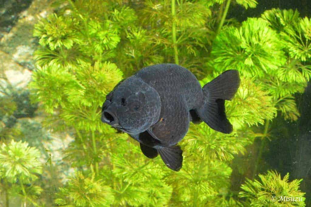 Sluierstaartgoudvis - Black Ranchu