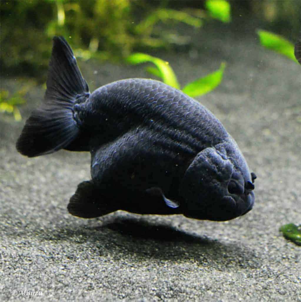 Sluierstaartgoudvis - Black Ranchu