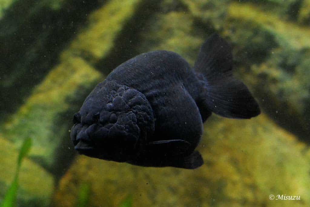 Sluierstaartgoudvis - Black Ranchu