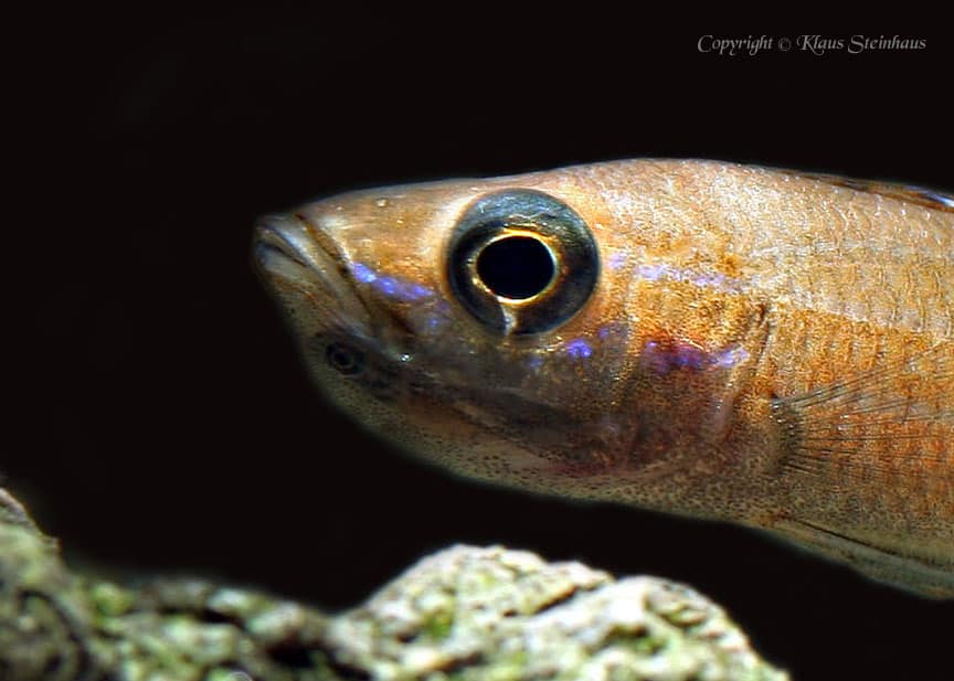 Paracyprichromis nigripinnis - Afbeelding 2