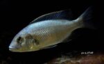 Buccochromis atritaeniatus - jonge man 16 cm