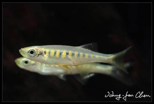 Devario auropurpureus