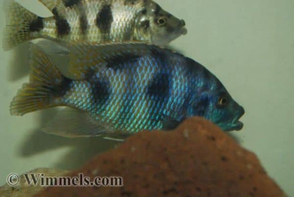 Placidochromis milomo