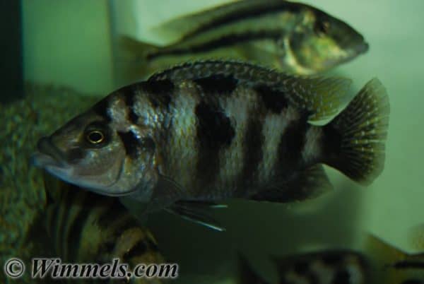 Placidochromis milomo