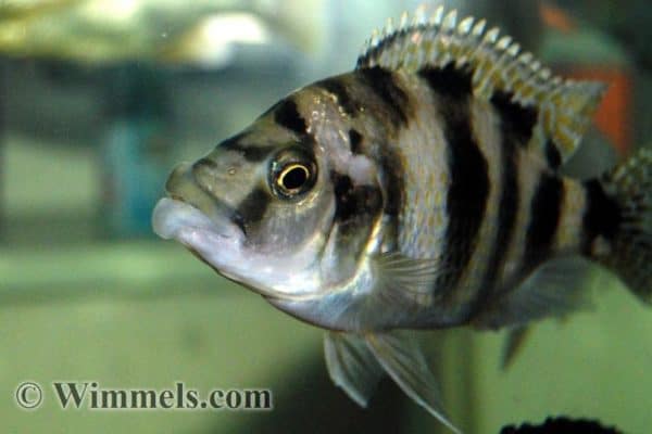 Placidochromis milomo