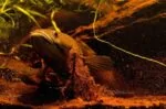 Channa melasoma - Zwarte Slangekopvis