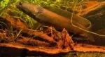 Channa melasoma - Zwarte Slangekopvis