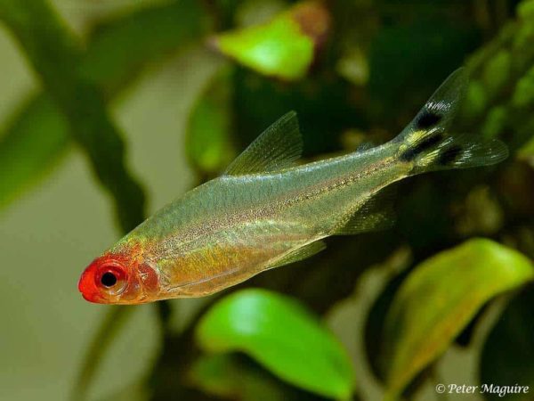 Hemigrammus rhodostomus