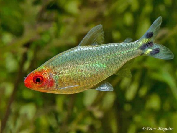 Hemigrammus rhodostomus