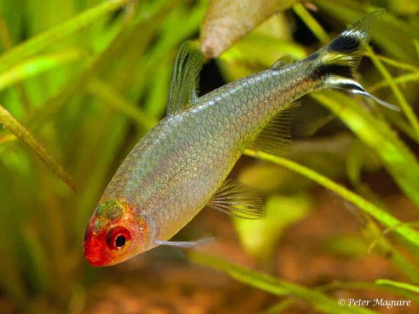 Hemigrammus rhodostomus