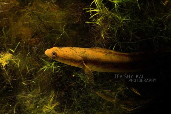 Channa marulius