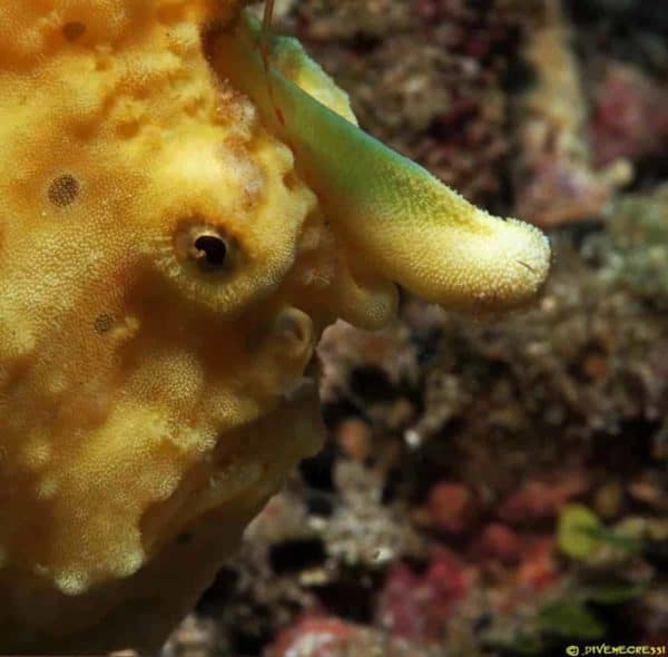 Antennarius maculatus